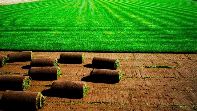 Rulo Çim Dikim Hizmetleri